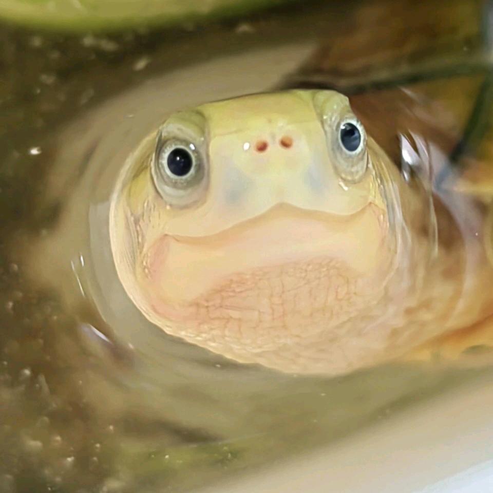 三只小青