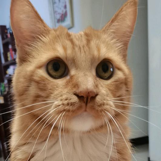 🇨🇳微微一笑