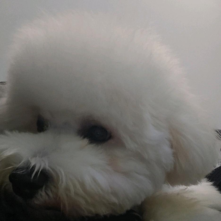 给你一个大鸡腿