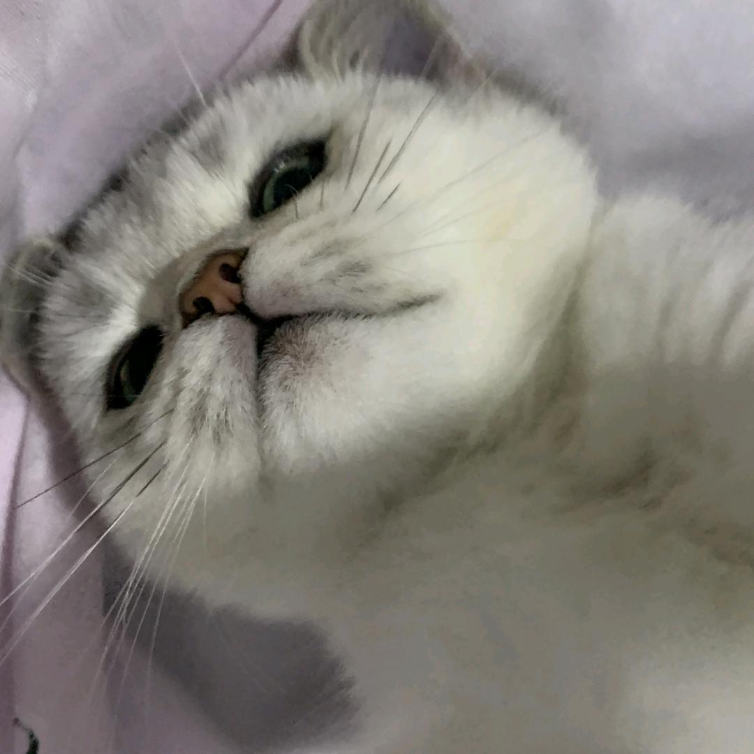₌᳐・֊・₌᳐੭