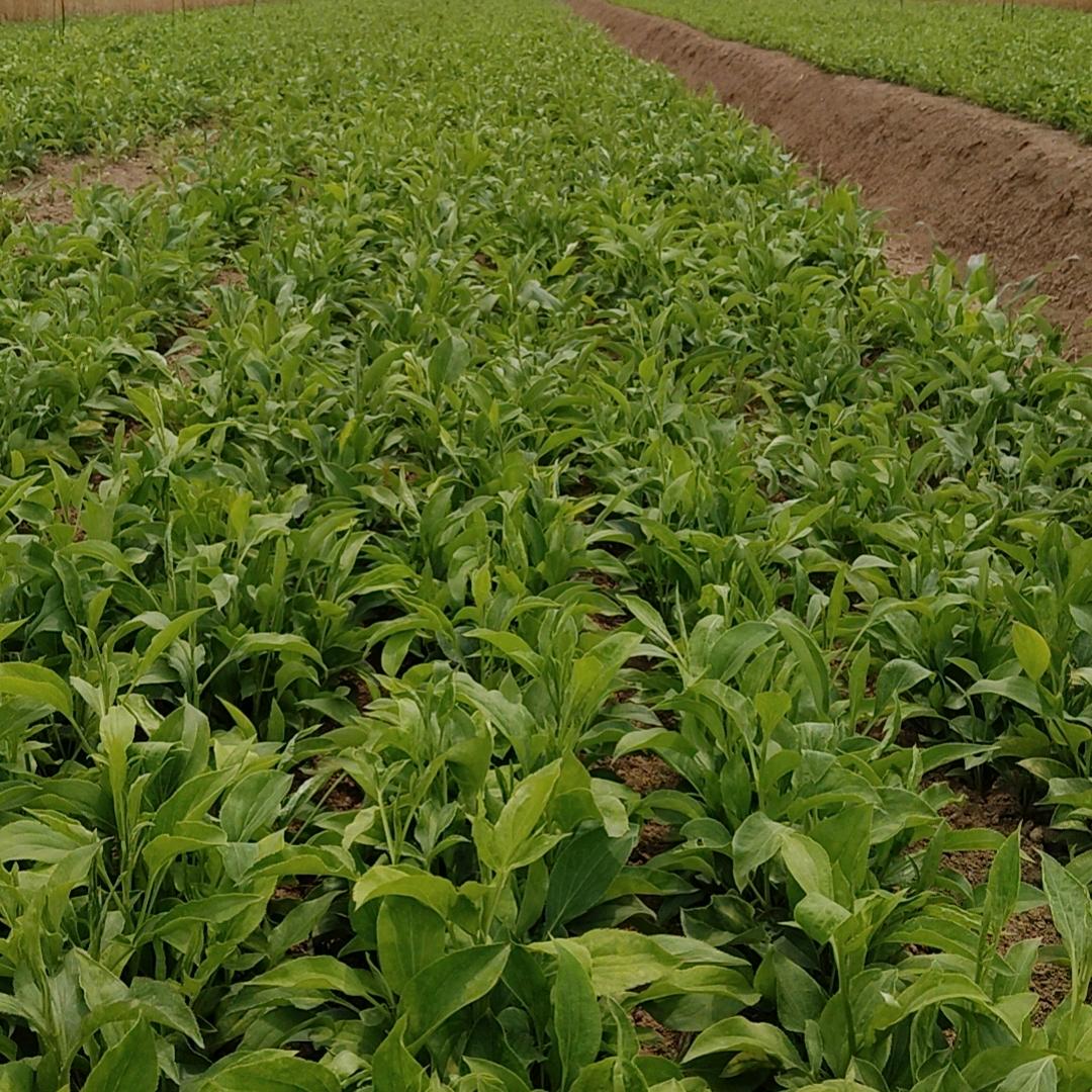 专业土炕炕白术