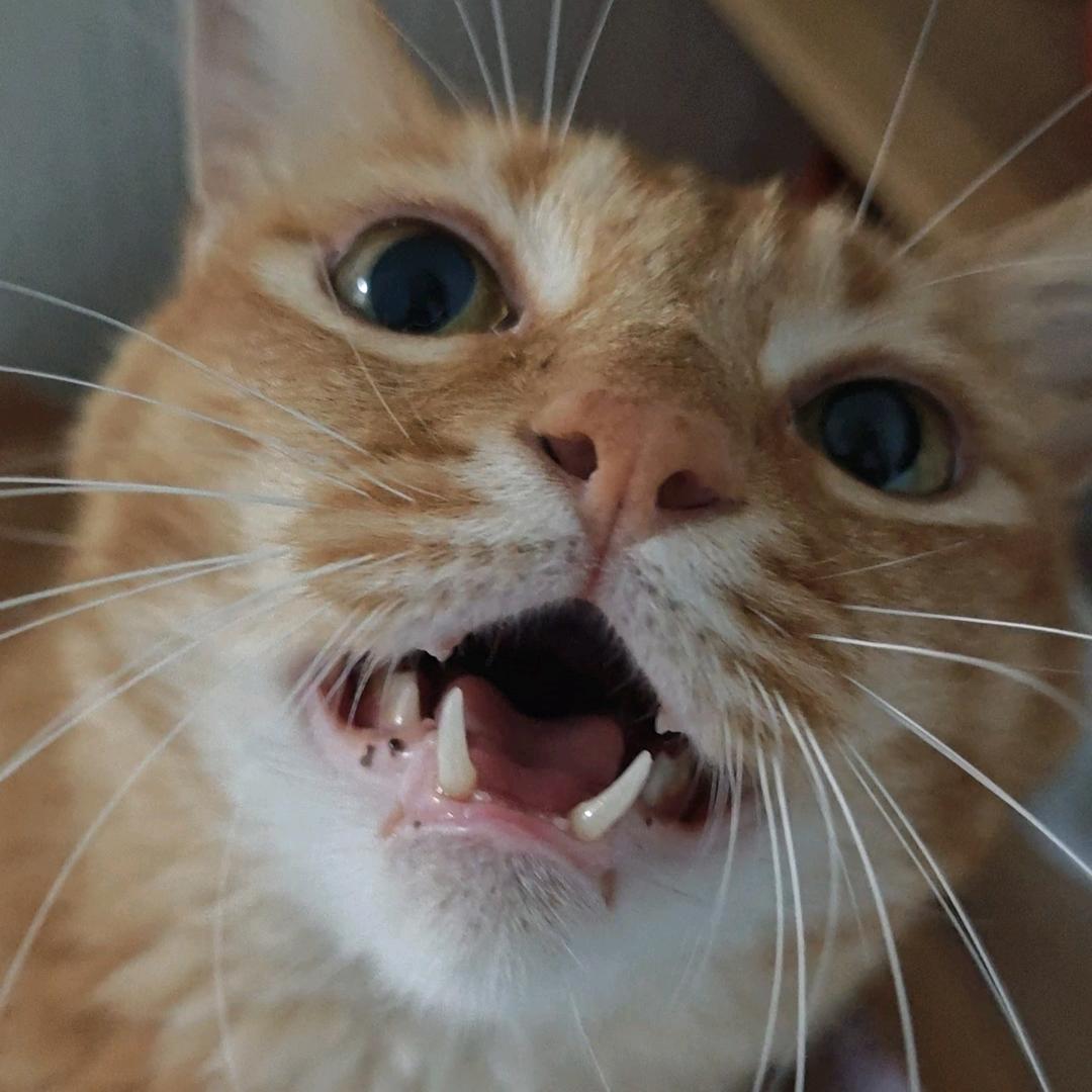 包子不是唢呐猫