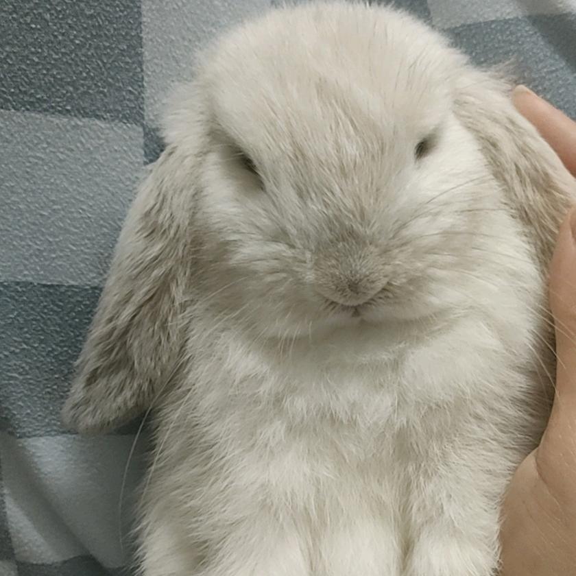 🍉毛球