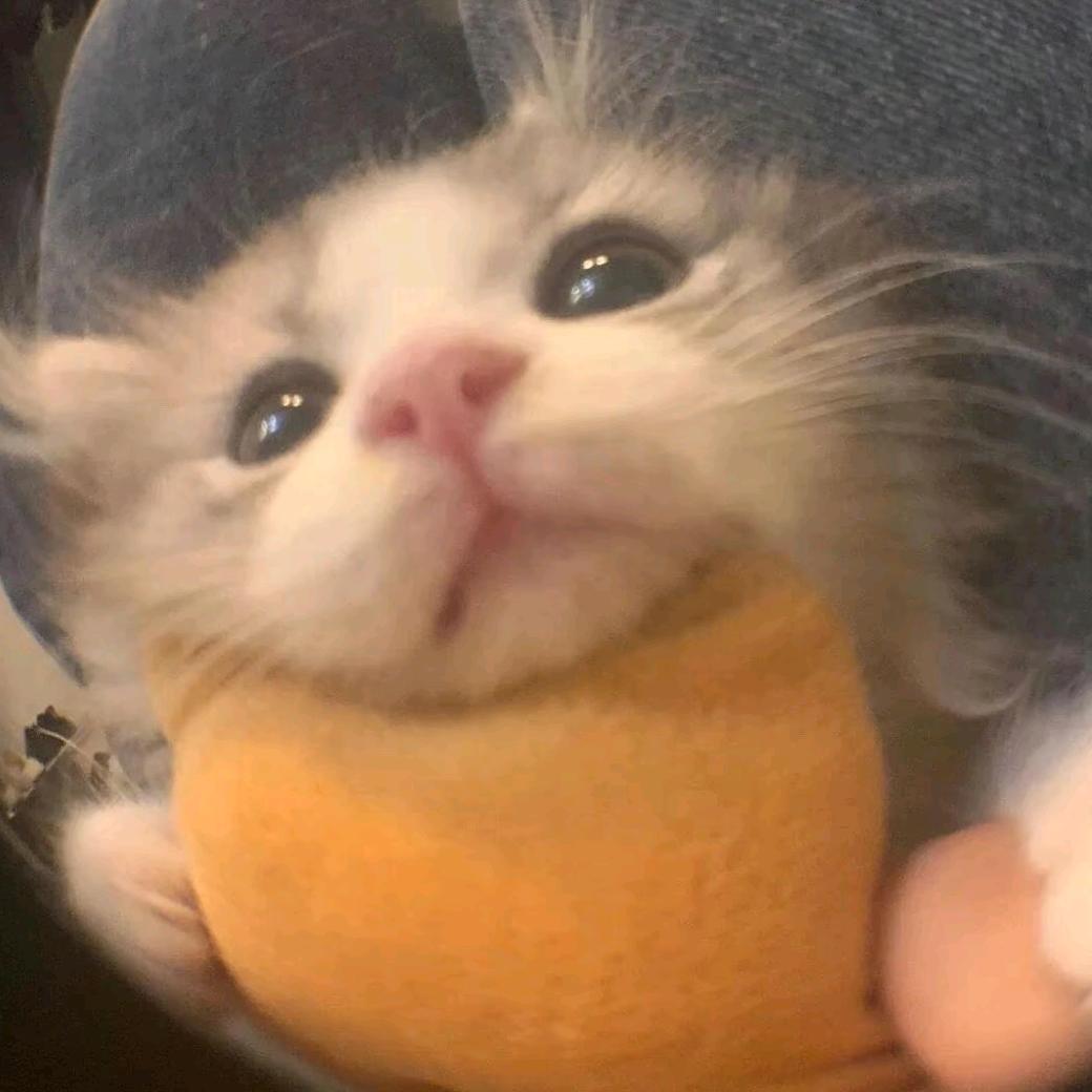 好᳐多鱼᳐੭ﾞ🌈.le