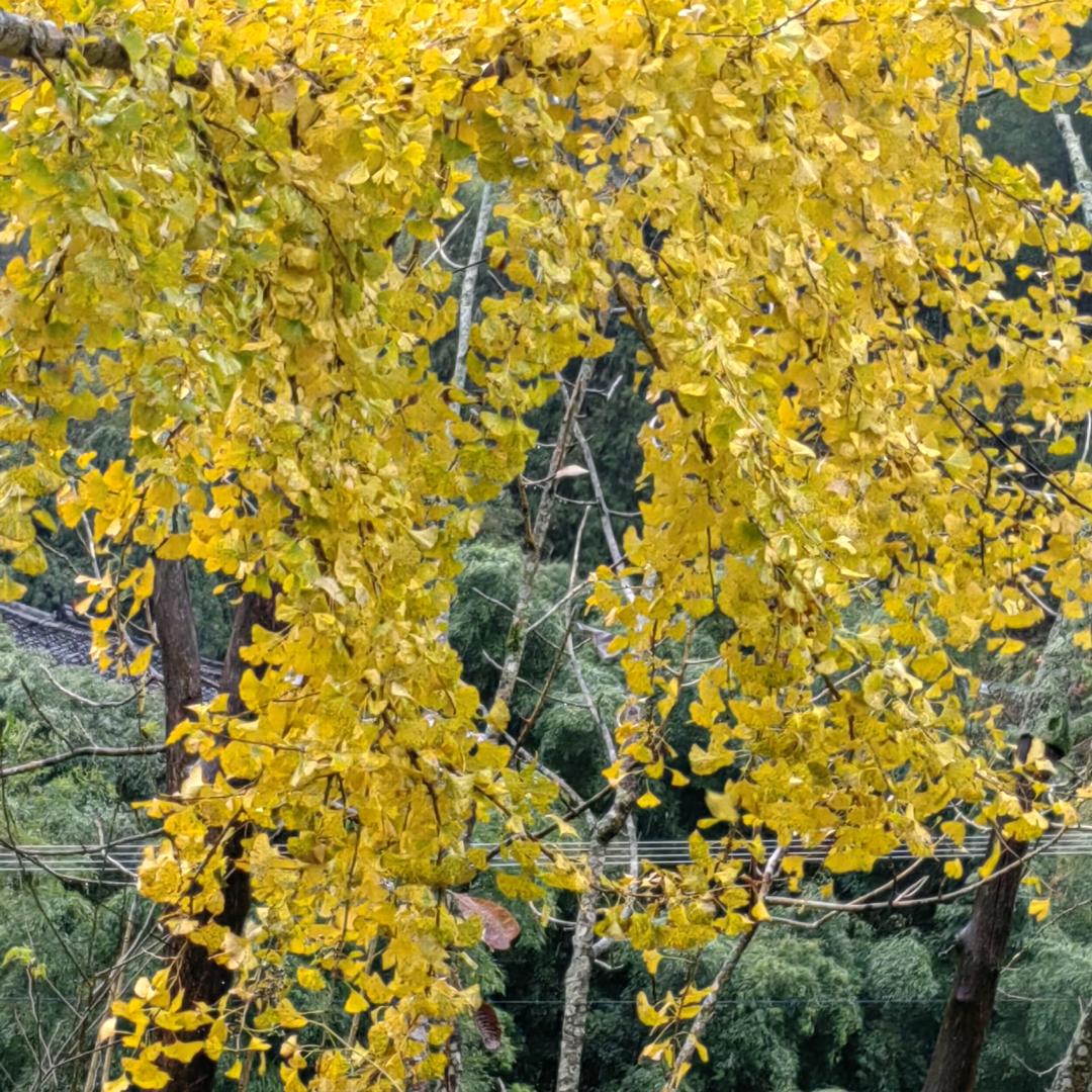 陈哥爱钓鱼