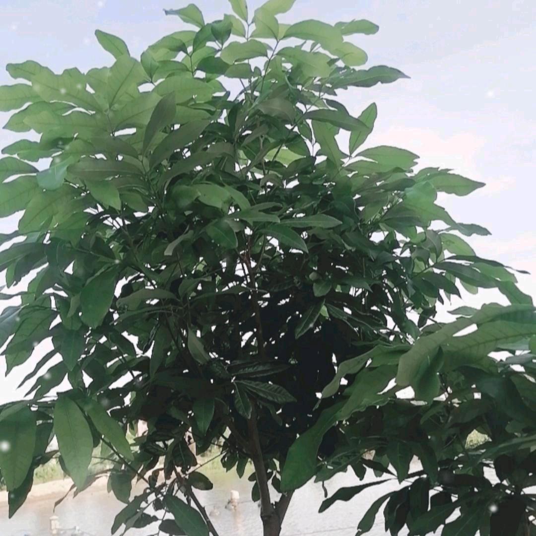 木头人