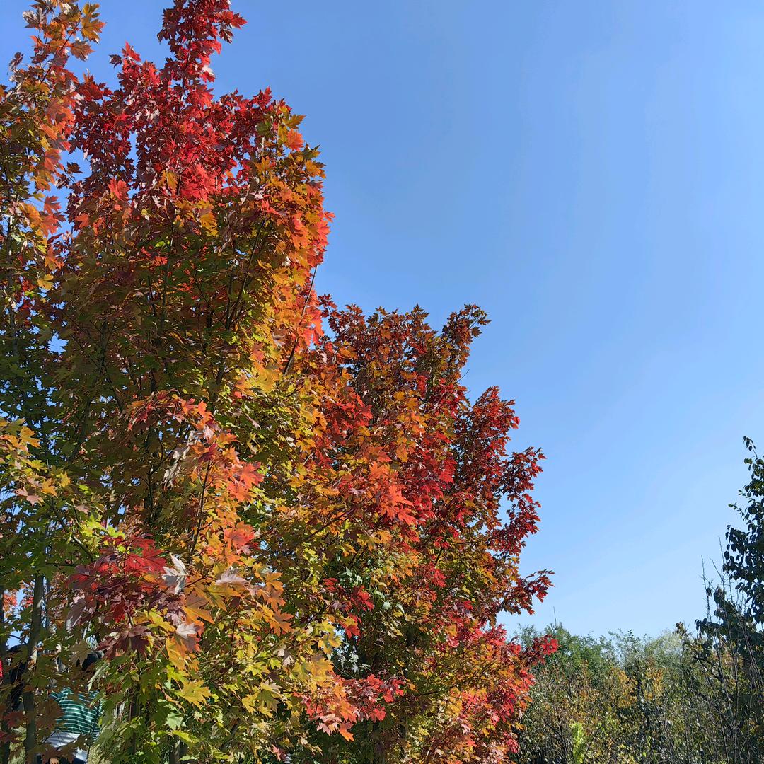 花开🌺富贵🌸