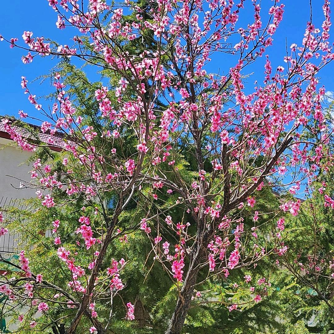 🌺珍珠棉🌺