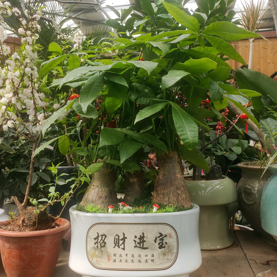 英俊Plus