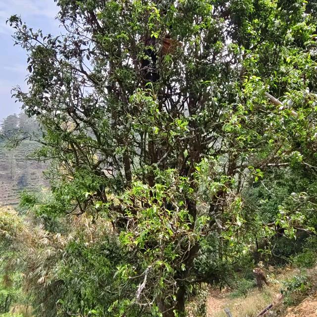 周掌柜精品茗茶