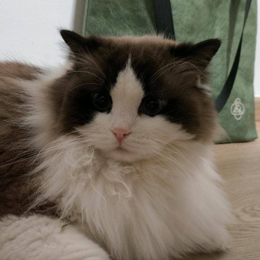 小白了个白