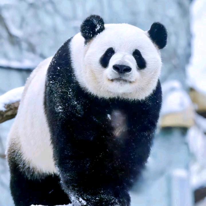 🐼 壹
