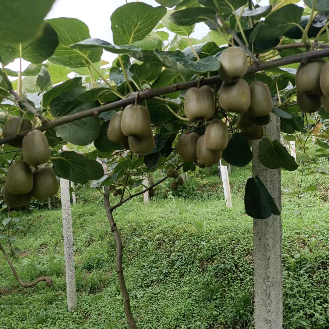 湖南凤凰猕猴桃苗木种植业培育基地