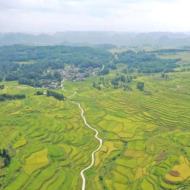 沉默寻花独影客