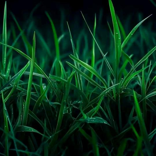 致  经过  感恩的心