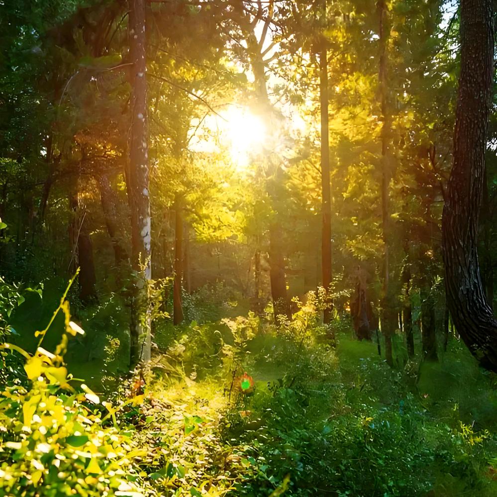 莉🌞🌲