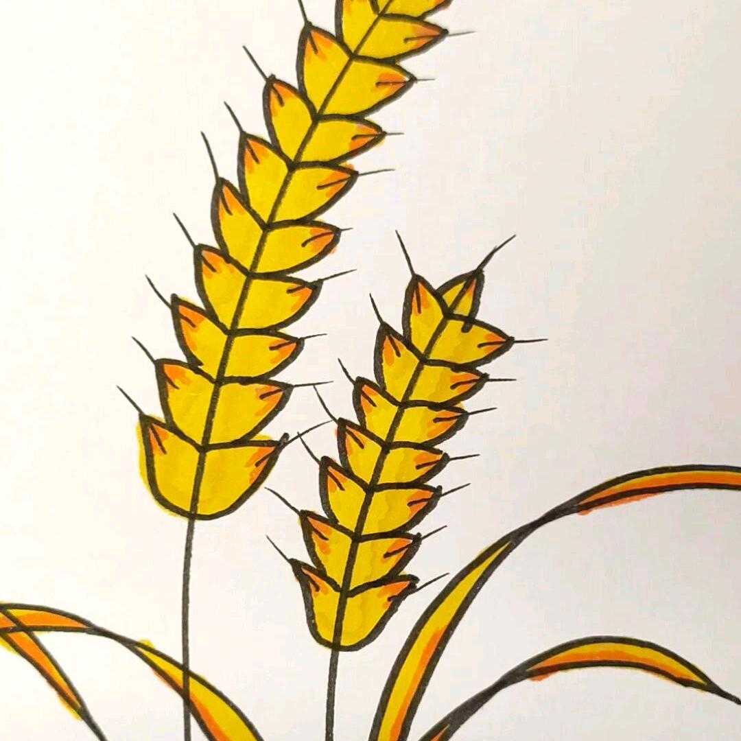 🌾清晖