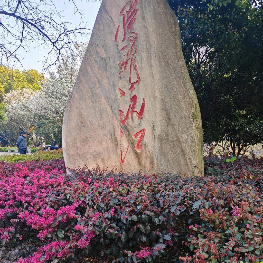 雾漫玫瑰🌹