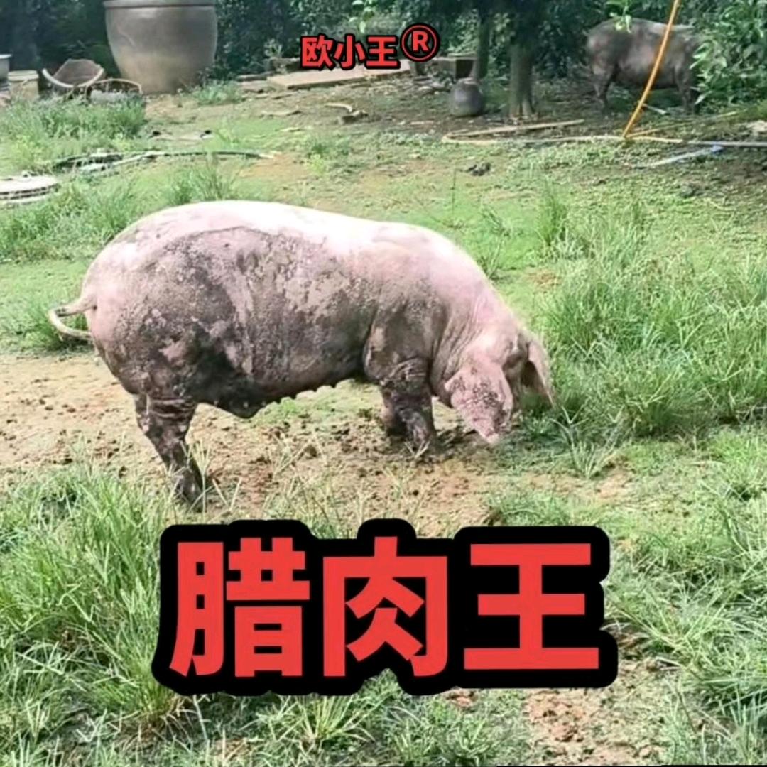 欧记_189.80583783