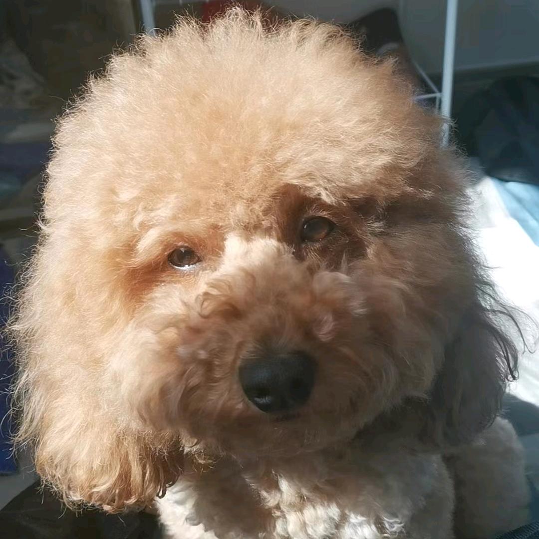 小雅惠子