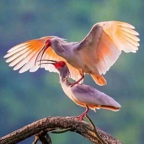 鹮乡优品