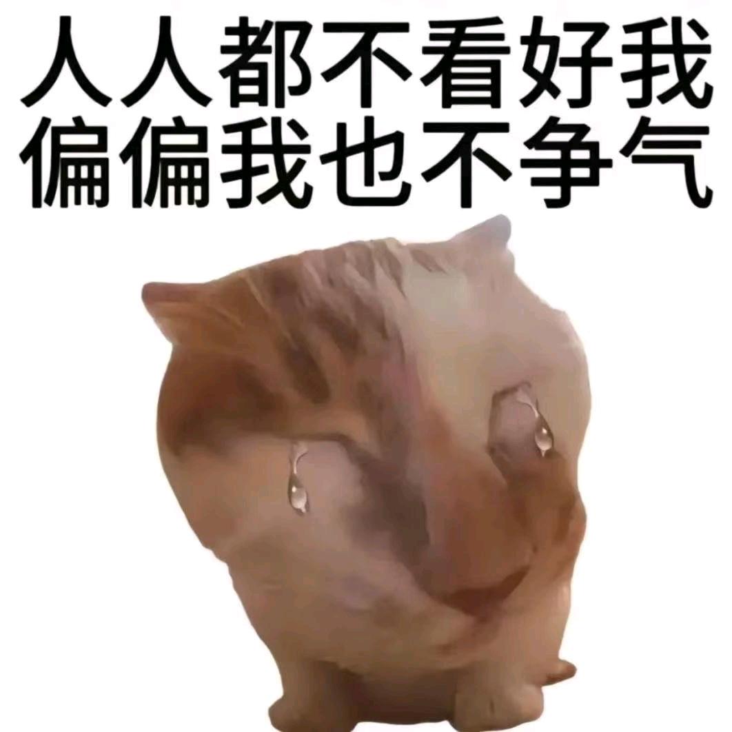 卷心菜卷卷卷
