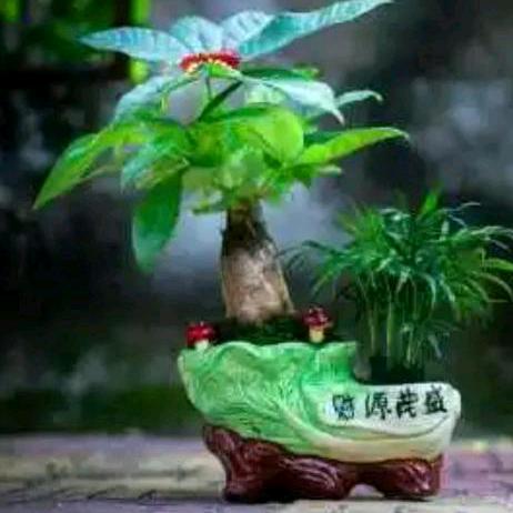 ✨酷尔☪️提乞💥