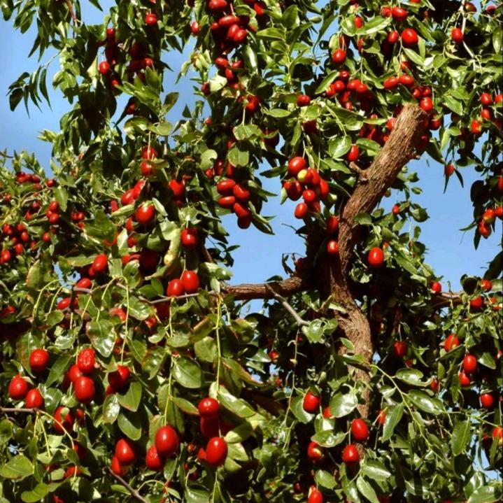 臻选鲜食美食（产地直发）