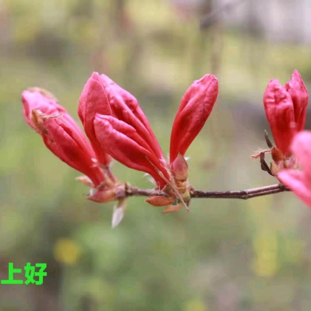 彩虹🌹🌹