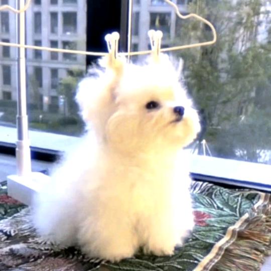 杜尔（暗区突围无限）