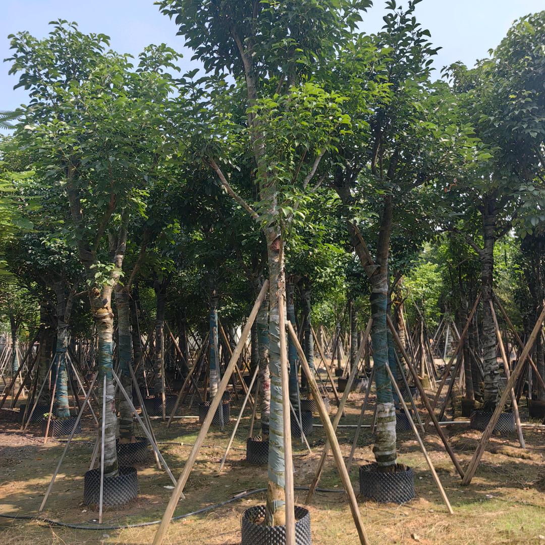 广东苗圃-美丽异木棉香樟 落羽杉宫粉紫荆