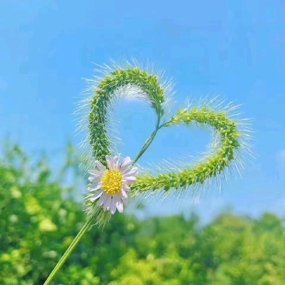 林夕