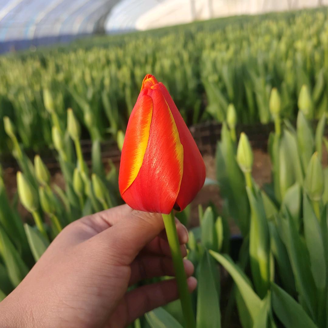 花二代的花铺