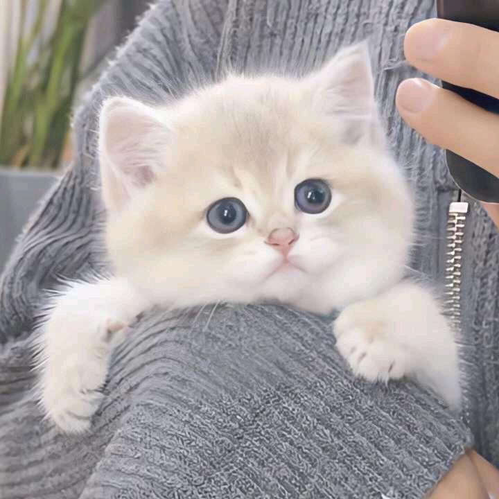 鑫纯