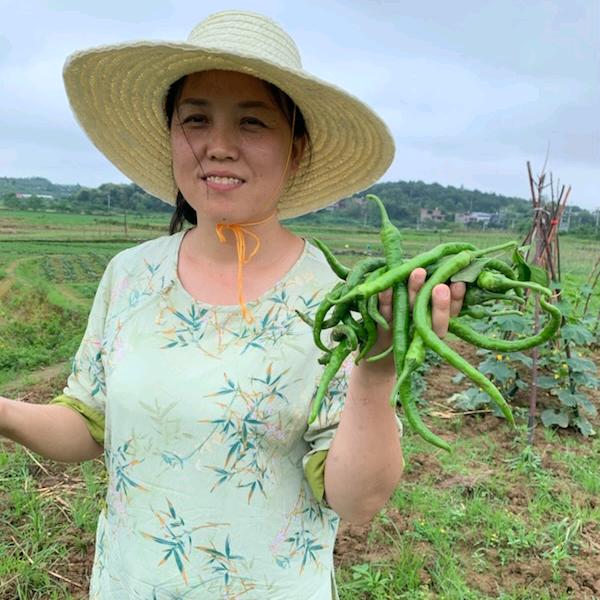 燕子的乡村生活