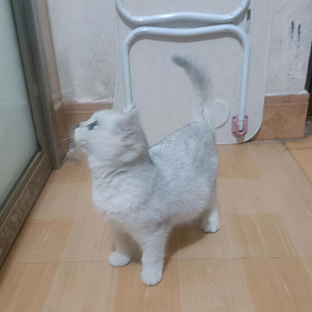 林琳妈（首播筹备中）