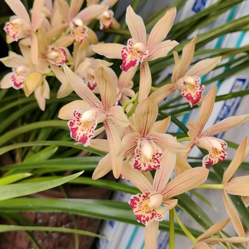 香水兰花