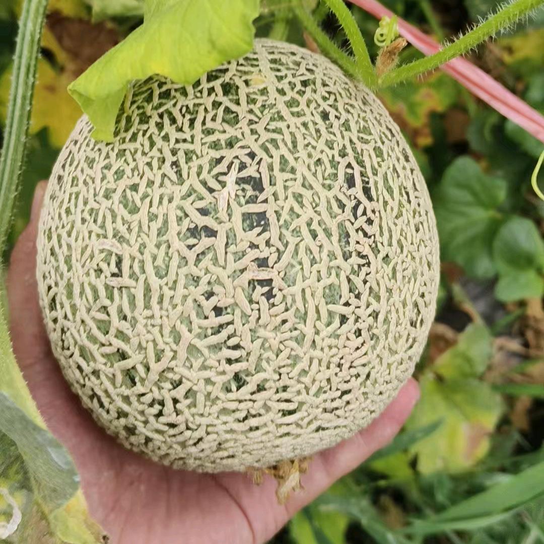 瑞辉果蔬