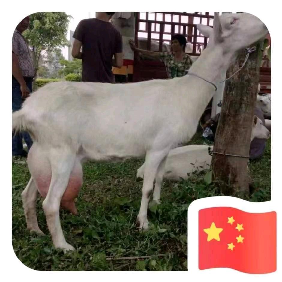 21世纪放羊娃