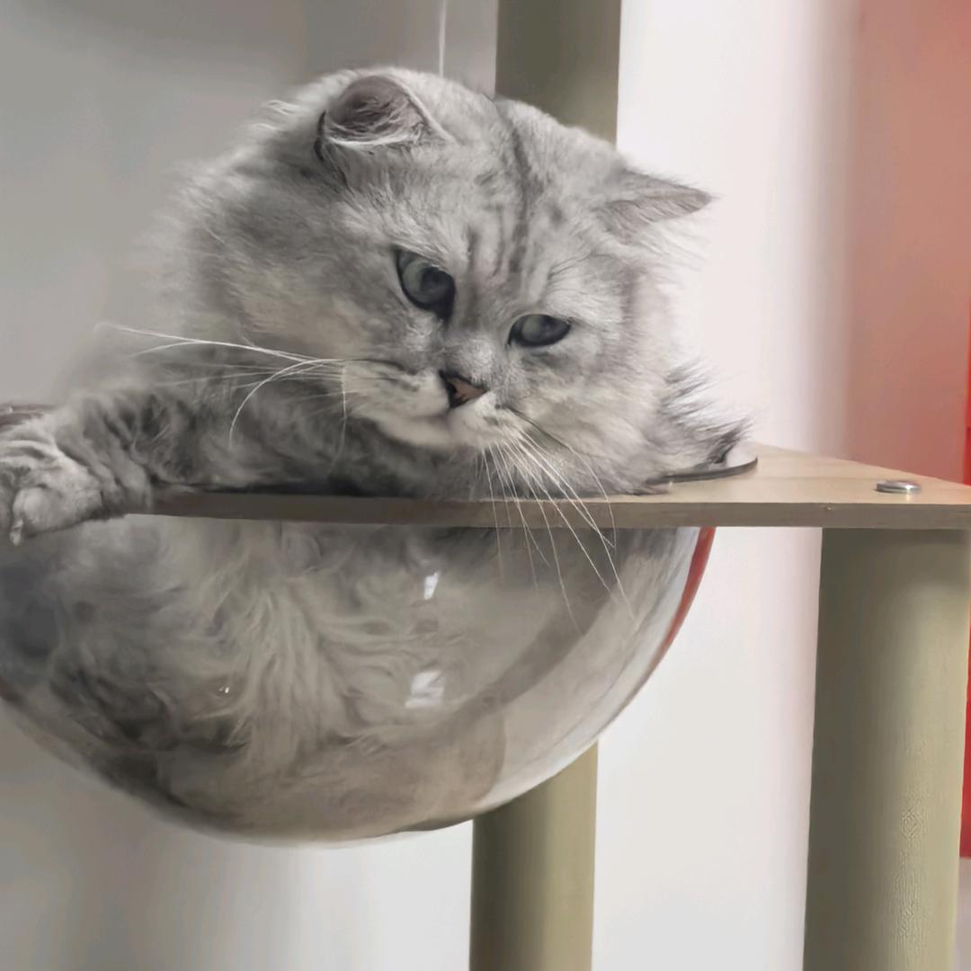 云朵☁猫sir