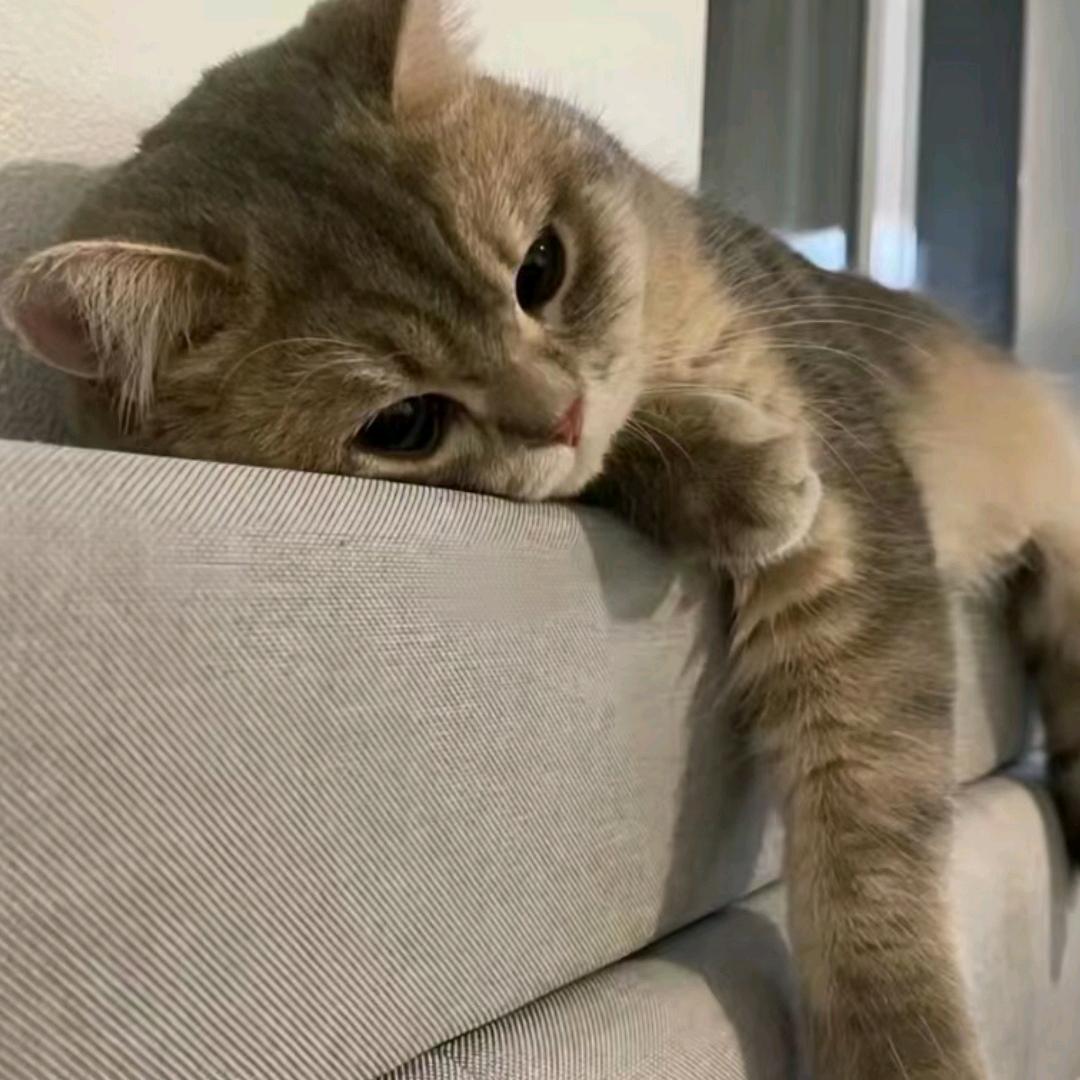 卡皮吧啦