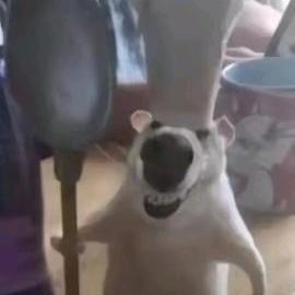 贝