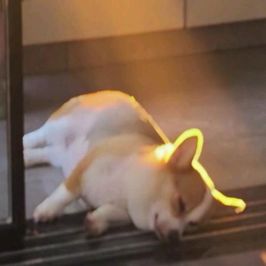 小猪羔子