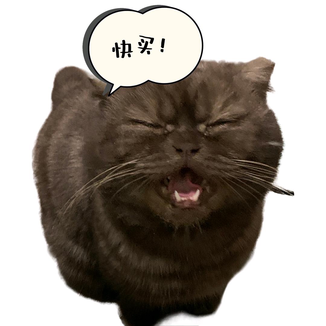 天宠小被子（休学减肥版）