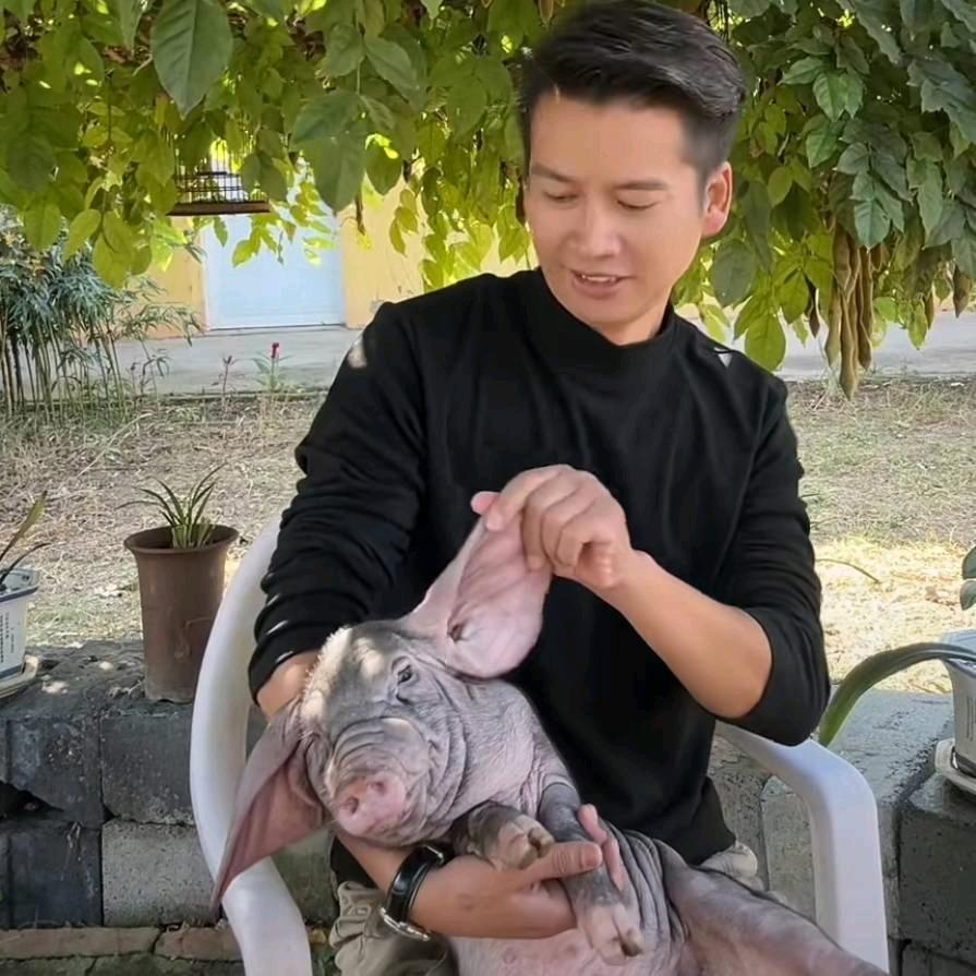 诚信种猪保种场