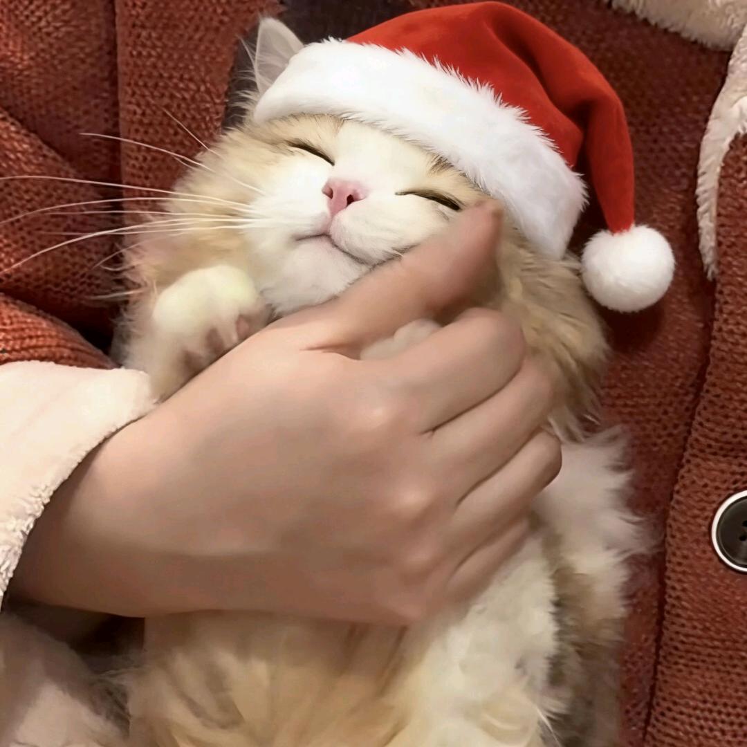 脆脆鲨.