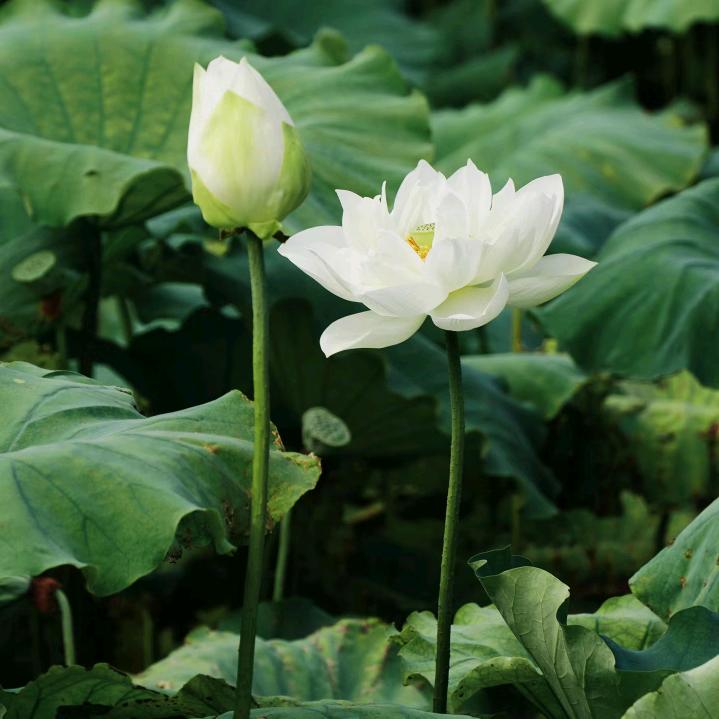 大淼小添