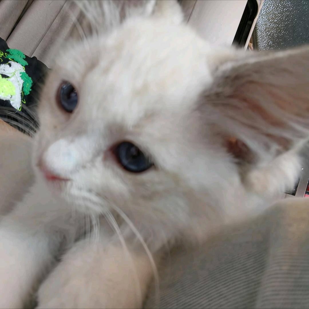 绿豆生红豆