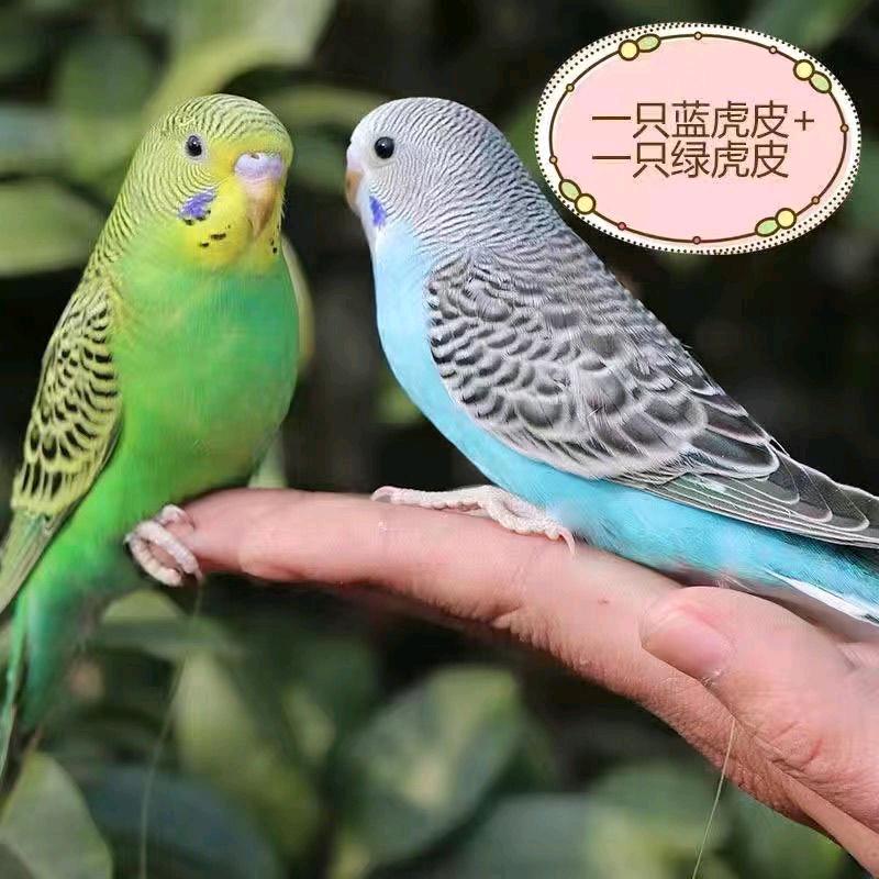 啊涛