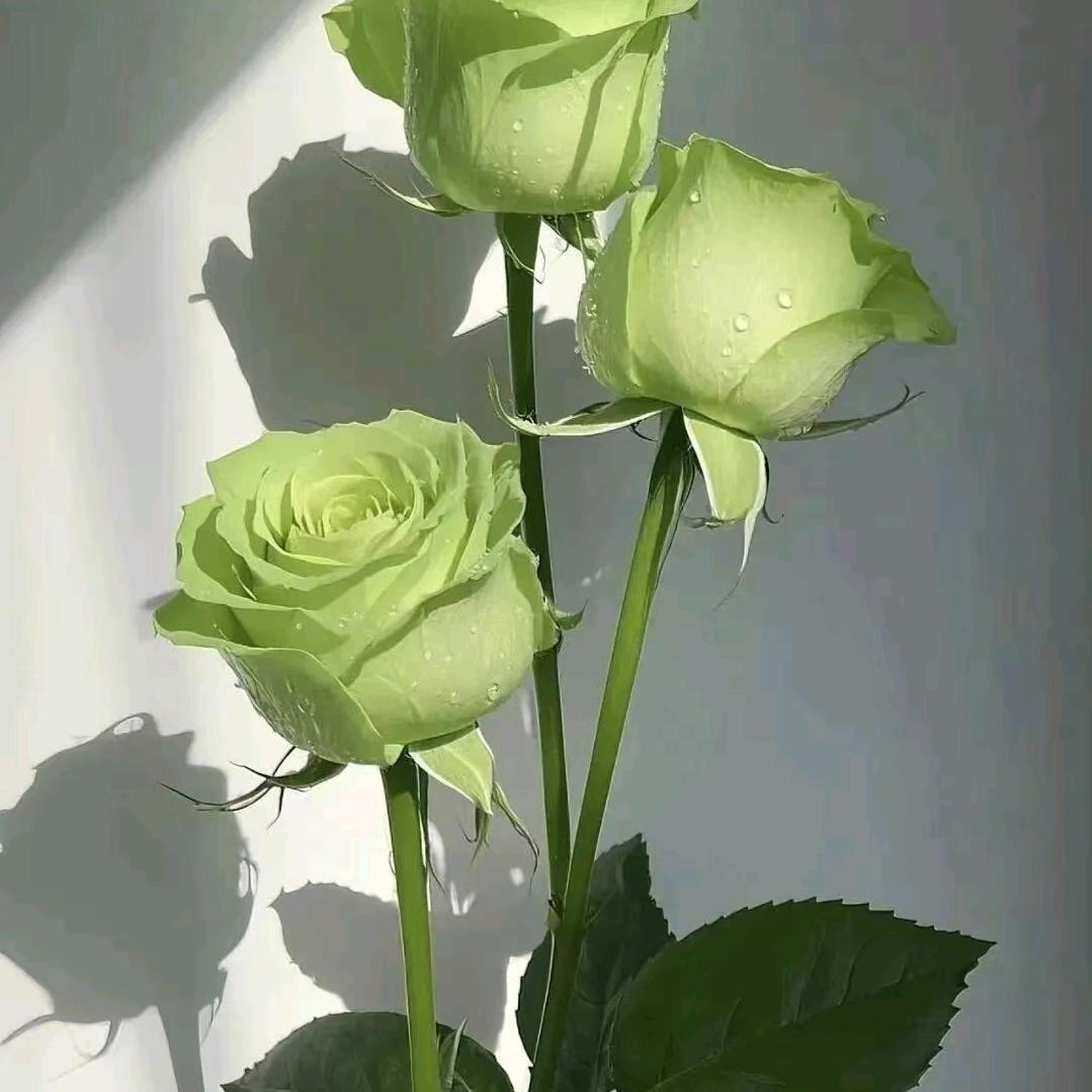 💫怕黑～却恋上了✨夜🌙